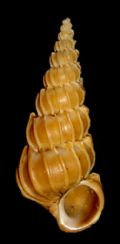 Epitonium cantrainei